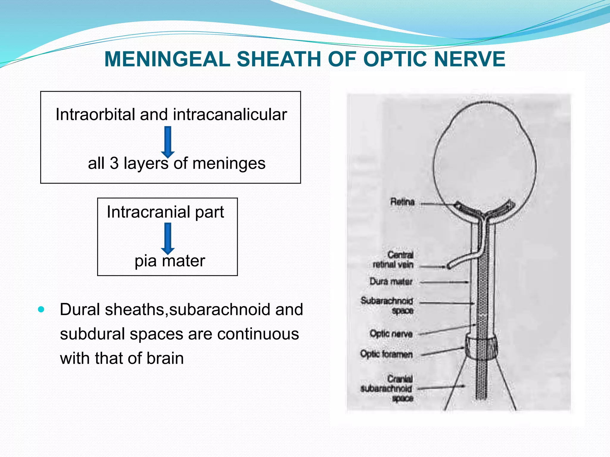 MENINGEAL SHEATH OF OPTIC NERVE
Intraorbital and intracanalicular
all 3 layers of meninges
Intracranial part
pia mater
 Dural sheaths,subarachnoid and
subdural spaces are continuous
with that of brain
 