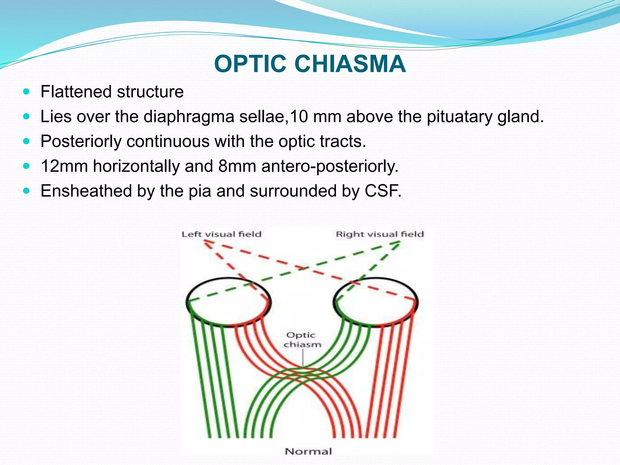 OPTIC CHIASMA
 Flattened structure
 Lies over the diaphragma sellae,10 mm above the pituatary gland.
 Posteriorly continuous with the optic tracts.
 12mm horizontally and 8mm antero-posteriorly.
 Ensheathed by the pia and surrounded by CSF.
 