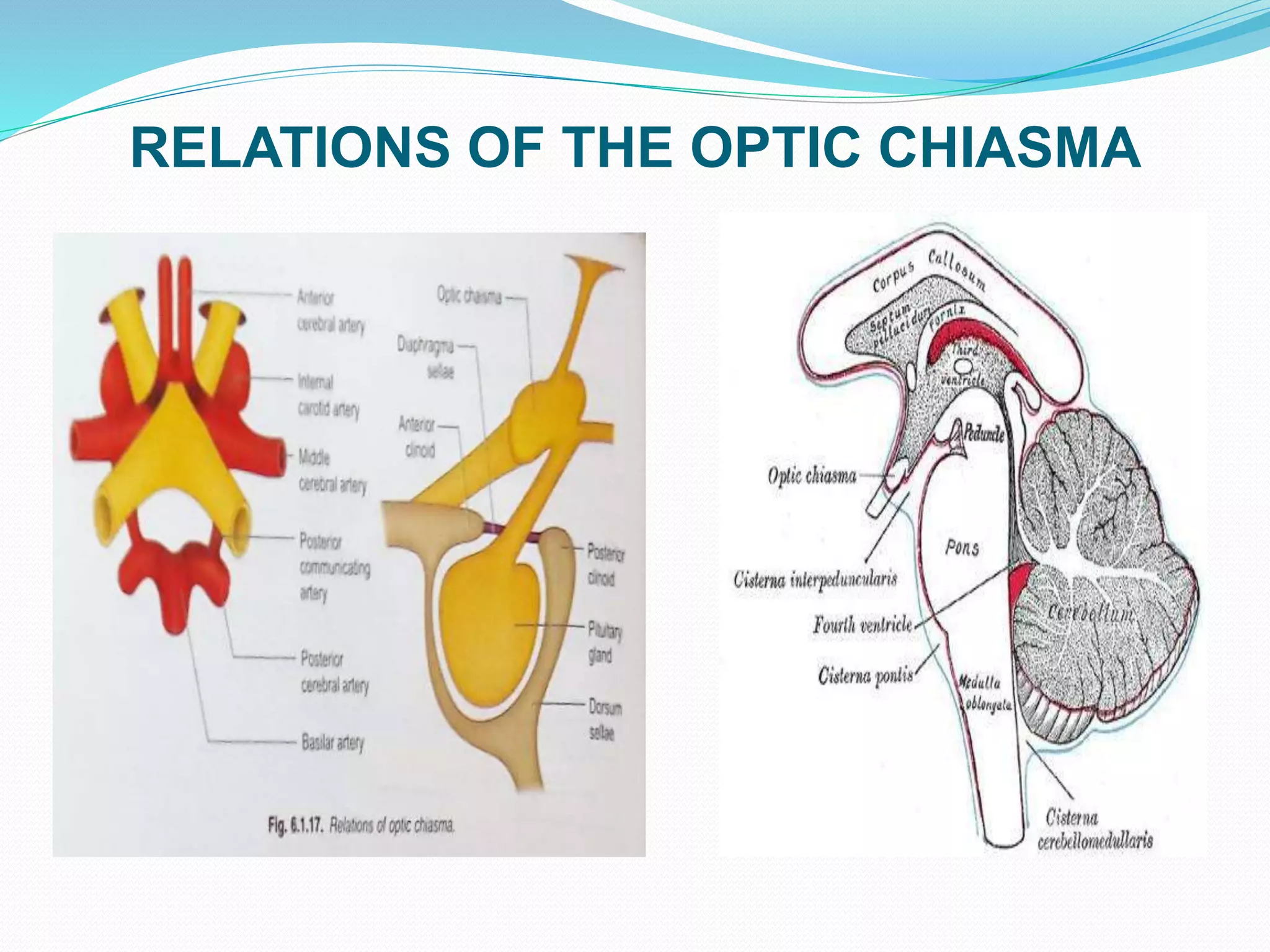 RELATIONS OF THE OPTIC CHIASMA
 