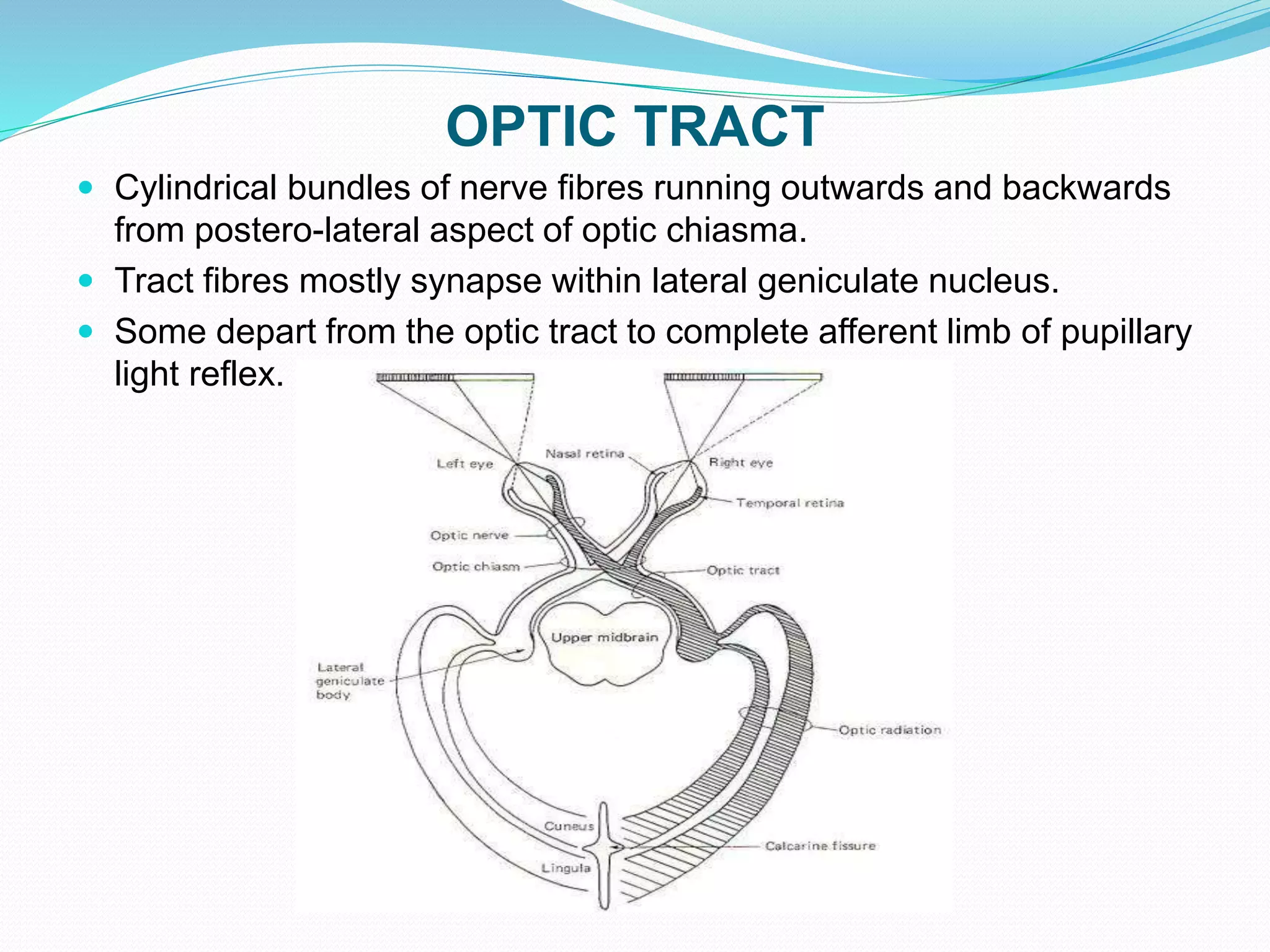 OPTIC TRACT
 Cylindrical bundles of nerve fibres running outwards and backwards
from postero-lateral aspect of optic chiasma.
 Tract fibres mostly synapse within lateral geniculate nucleus.
 Some depart from the optic tract to complete afferent limb of pupillary
light reflex.
 