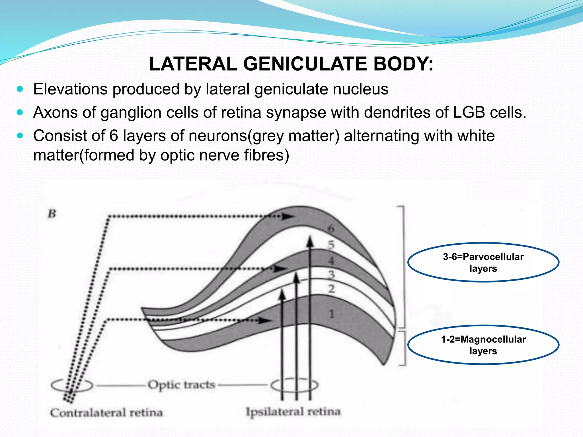 LATERAL GENICULATE BODY:
 Elevations produced by lateral geniculate nucleus
 Axons of ganglion cells of retina synapse with dendrites of LGB cells.
 Consist of 6 layers of neurons(grey matter) alternating with white
matter(formed by optic nerve fibres)
3-6=Parvocellular
layers
1-2=Magnocellular
layers
 
