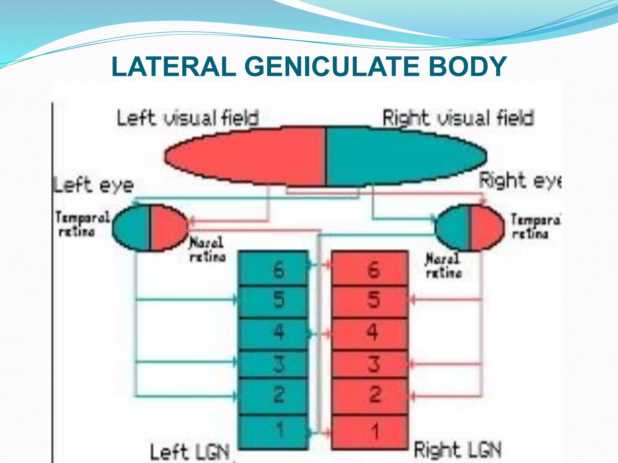 LATERAL GENICULATE BODY
 
