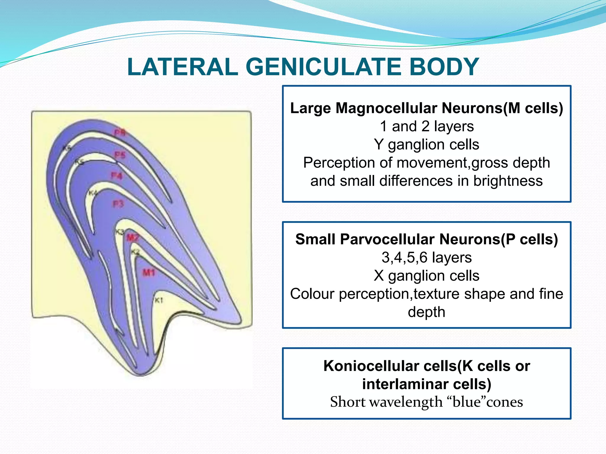 LATERAL GENICULATE BODY
Large Magnocellular Neurons(M cells)
1 and 2 layers
Y ganglion cells
Perception of movement,gross depth
and small differences in brightness
Small Parvocellular Neurons(P cells)
3,4,5,6 layers
X ganglion cells
Colour perception,texture shape and fine
depth
Koniocellular cells(K cells or
interlaminar cells)
Short wavelength “blue”cones
 