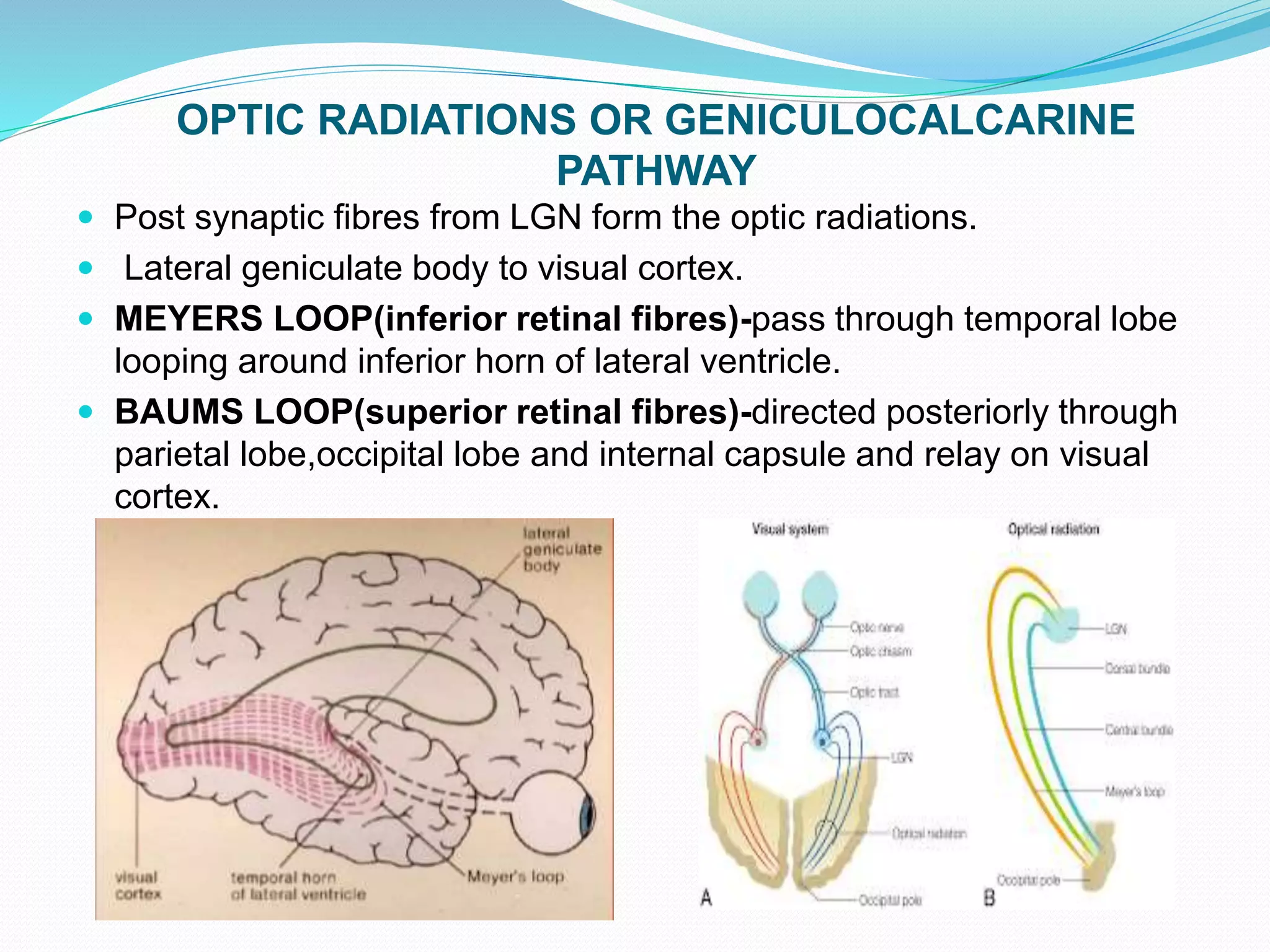 OPTIC RADIATIONS OR GENICULOCALCARINE
PATHWAY
 Post synaptic fibres from LGN form the optic radiations.
 Lateral geniculate body to visual cortex.
 MEYERS LOOP(inferior retinal fibres)-pass through temporal lobe
looping around inferior horn of lateral ventricle.
 BAUMS LOOP(superior retinal fibres)-directed posteriorly through
parietal lobe,occipital lobe and internal capsule and relay on visual
cortex.
 