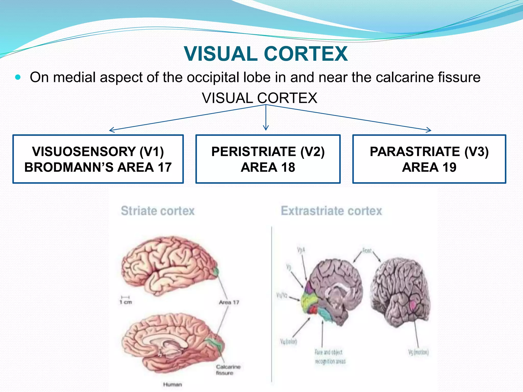 VISUAL CORTEX
 On medial aspect of the occipital lobe in and near the calcarine fissure
VISUAL CORTEX
VISUOSENSORY (V1)
BRODMANN’S AREA 17
PERISTRIATE (V2)
AREA 18
PARASTRIATE (V3)
AREA 19
 