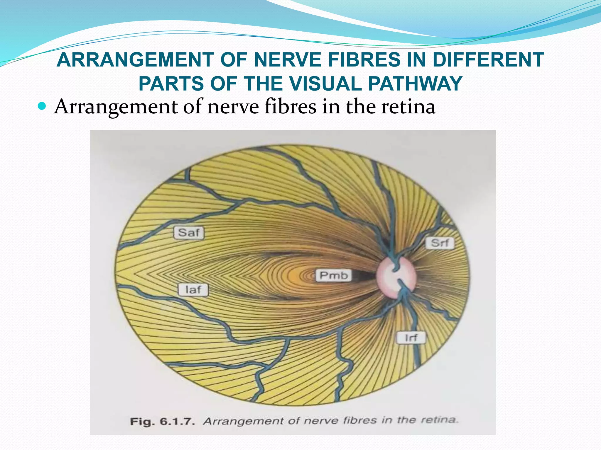 ARRANGEMENT OF NERVE FIBRES IN DIFFERENT
PARTS OF THE VISUAL PATHWAY
 Arrangement of nerve fibres in the retina
 