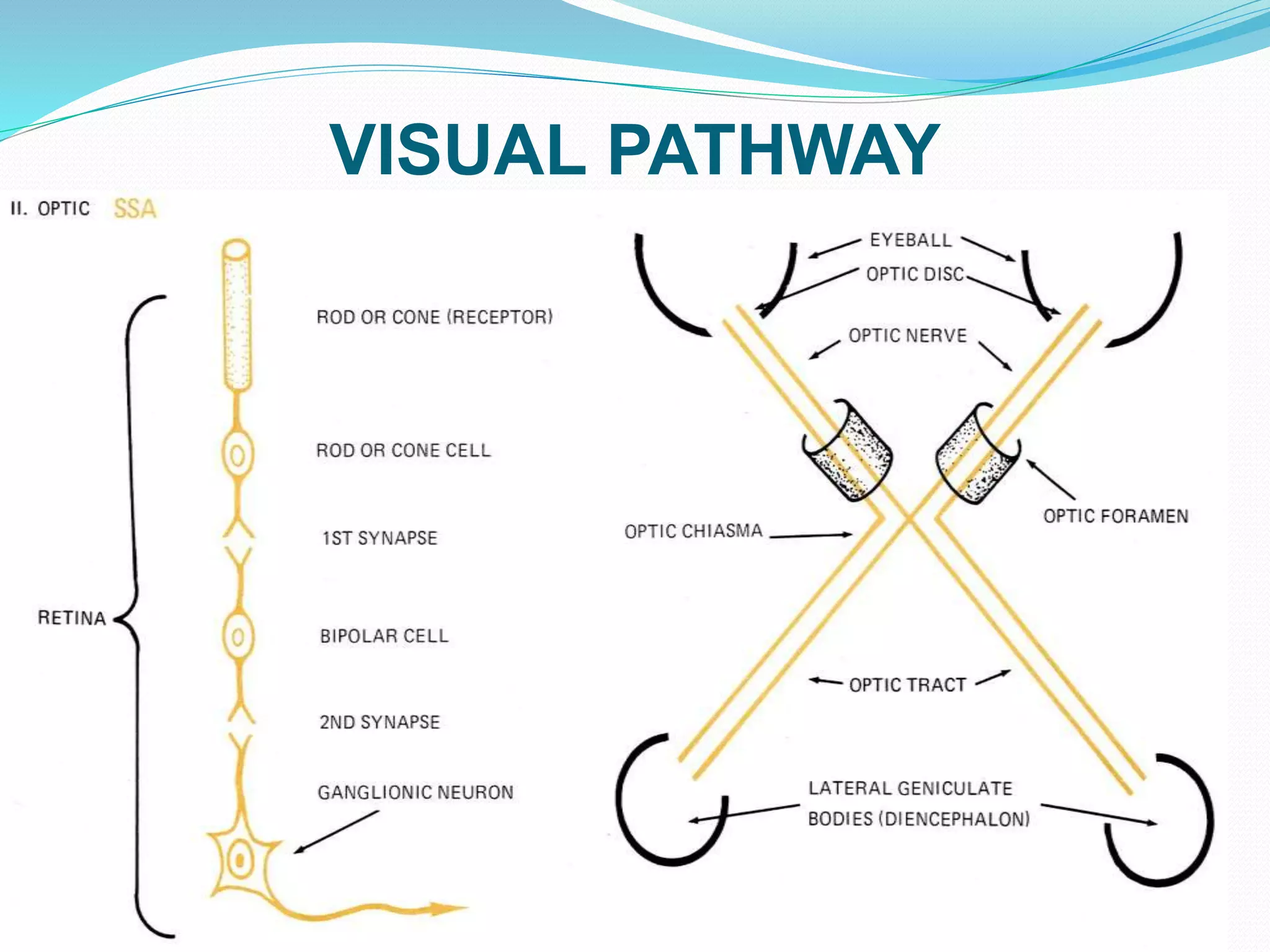 VISUAL PATHWAY
 