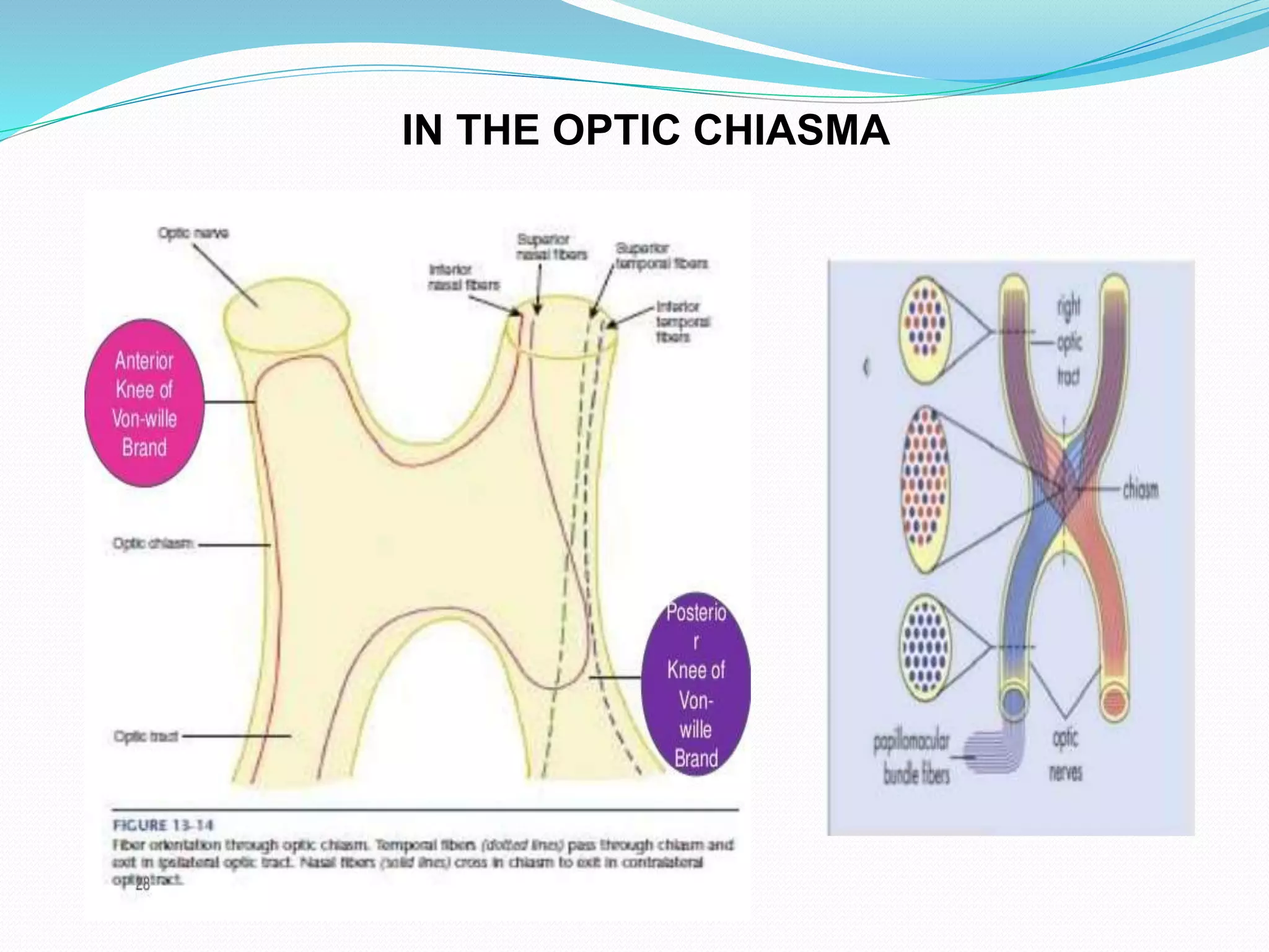 IN THE OPTIC CHIASMA
 