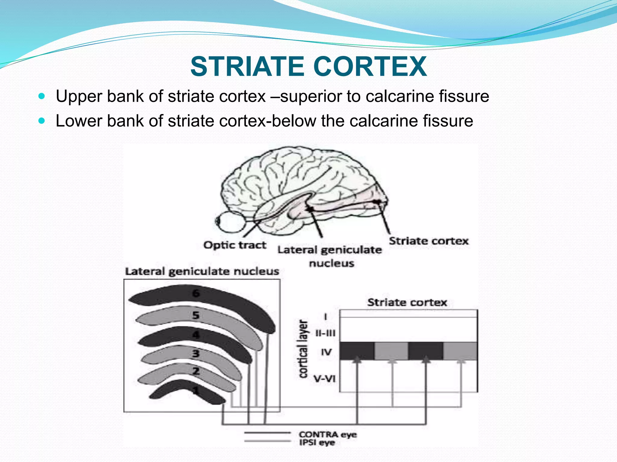 STRIATE CORTEX
 Upper bank of striate cortex –superior to calcarine fissure
 Lower bank of striate cortex-below the calcarine fissure
 