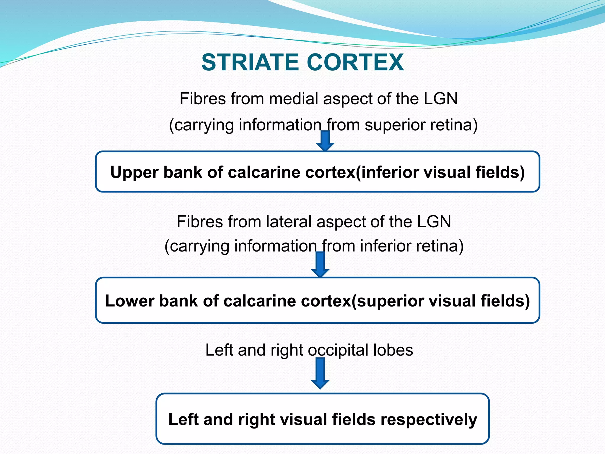 STRIATE CORTEX
Fibres from medial aspect of the LGN
(carrying information from superior retina)
Fibres from lateral aspect of the LGN
(carrying information from inferior retina)
Left and right occipital lobes
Upper bank of calcarine cortex(inferior visual fields)
Lower bank of calcarine cortex(superior visual fields)
Left and right visual fields respectively
 