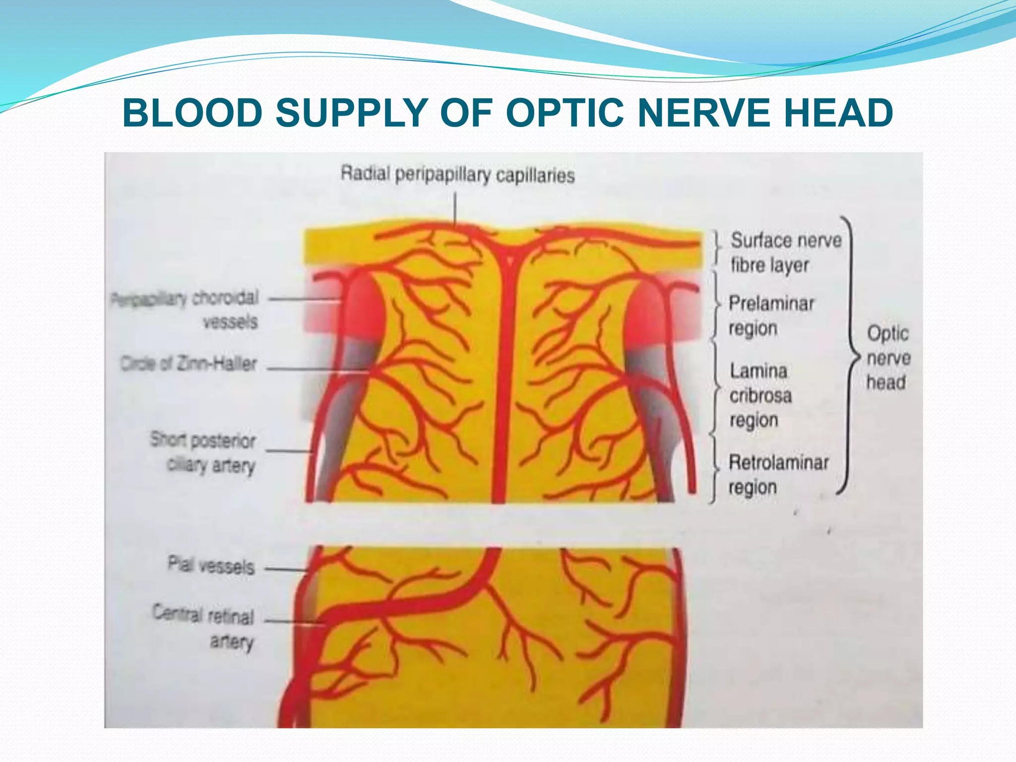 BLOOD SUPPLY OF OPTIC NERVE HEAD
 