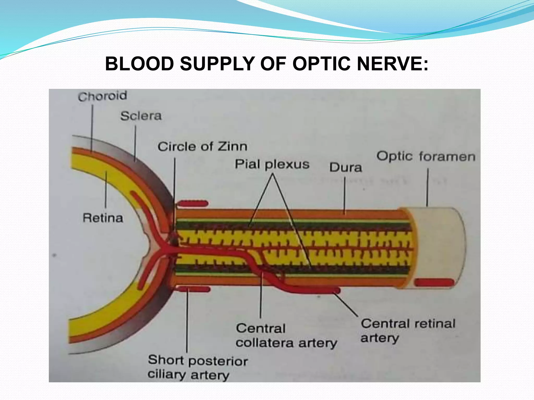 BLOOD SUPPLY OF OPTIC NERVE:
 