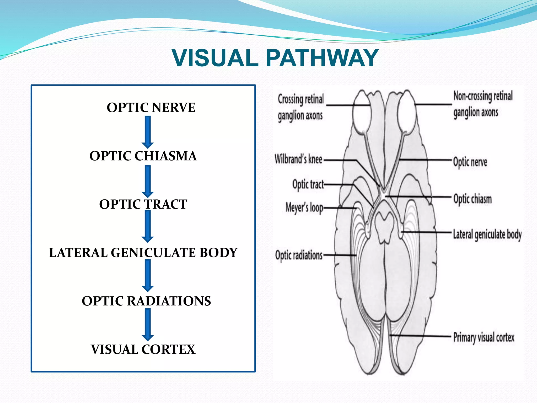 VISUAL PATHWAY
OPTIC NERVE
OPTIC CHIASMA
OPTIC TRACT
LATERAL GENICULATE BODY
OPTIC RADIATIONS
VISUAL CORTEX
 