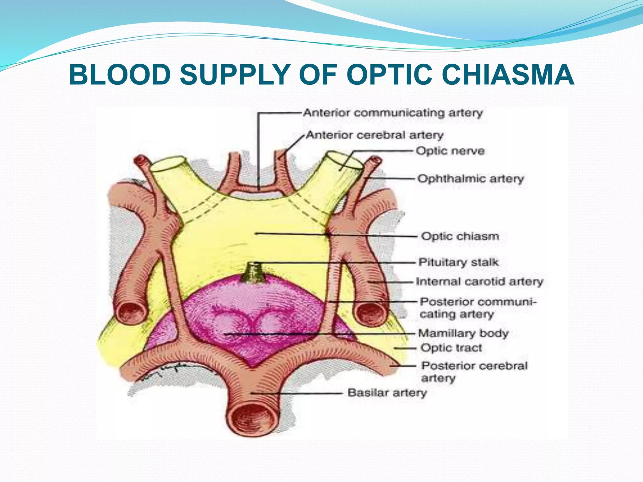 BLOOD SUPPLY OF OPTIC CHIASMA
 