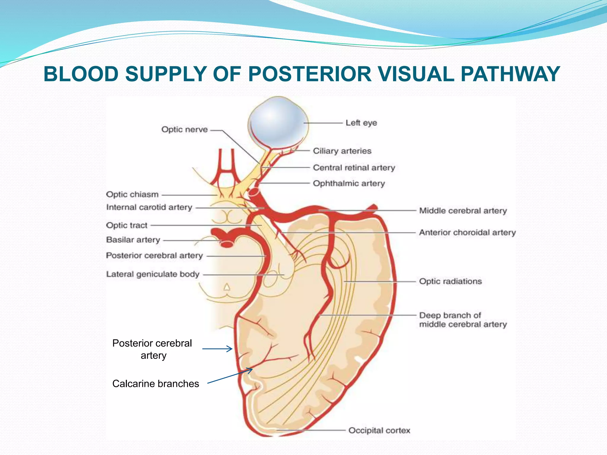 BLOOD SUPPLY OF POSTERIOR VISUAL PATHWAY
Posterior cerebral
artery
Calcarine branches
 