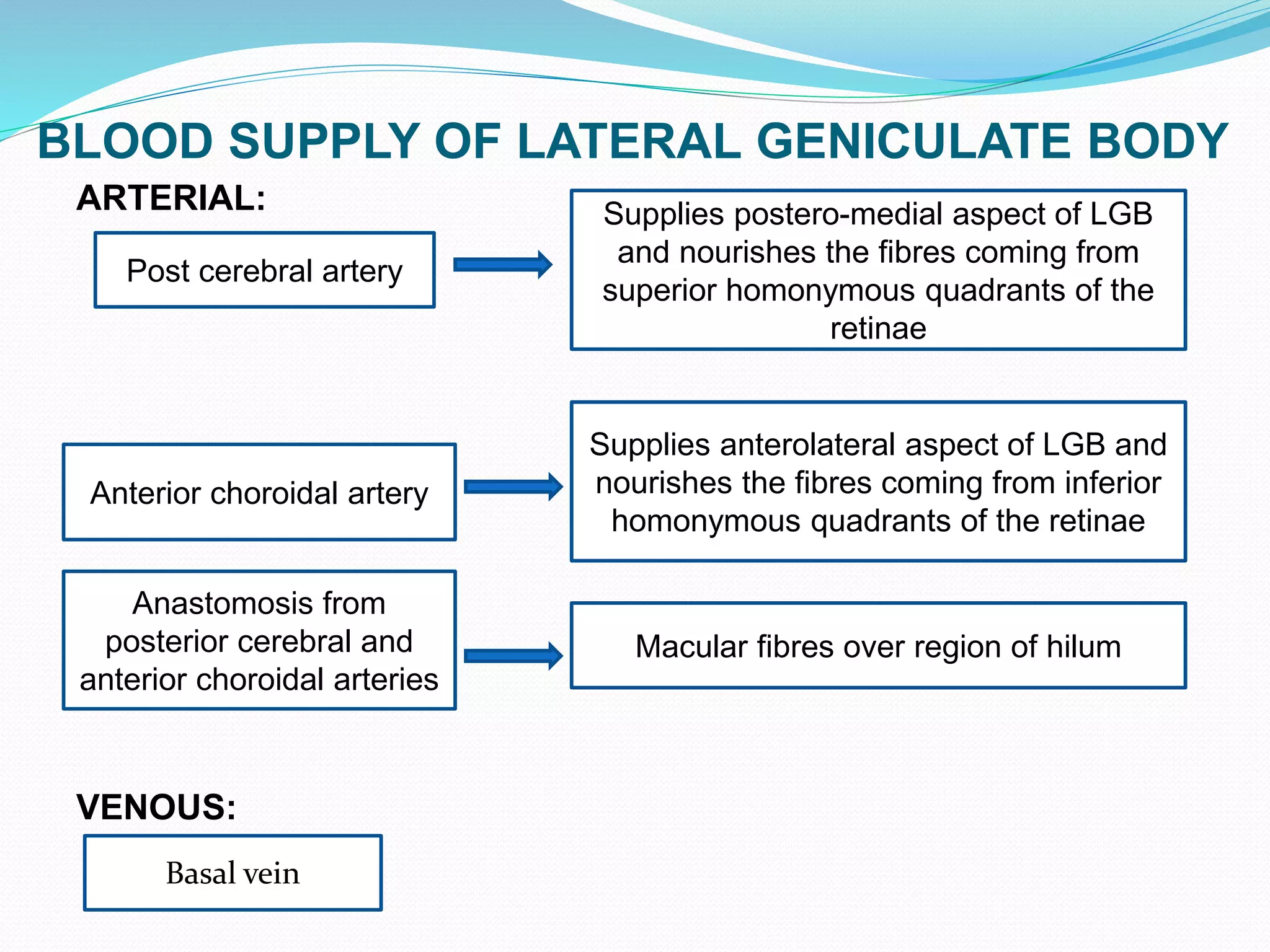 BLOOD SUPPLY OF LATERAL GENICULATE BODY
ARTERIAL:
VENOUS:
Post cerebral artery
Supplies postero-medial aspect of LGB
and nourishes the fibres coming from
superior homonymous quadrants of the
retinae
Anterior choroidal artery
Supplies anterolateral aspect of LGB and
nourishes the fibres coming from inferior
homonymous quadrants of the retinae
Anastomosis from
posterior cerebral and
anterior choroidal arteries
Macular fibres over region of hilum
Basal vein
 