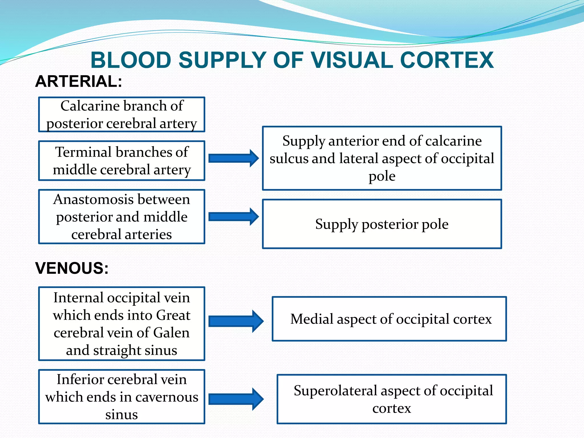 BLOOD SUPPLY OF VISUAL CORTEX
ARTERIAL:
VENOUS:
Calcarine branch of
posterior cerebral artery
Terminal branches of
middle cerebral artery
Supply anterior end of calcarine
sulcus and lateral aspect of occipital
pole
Anastomosis between
posterior and middle
cerebral arteries
Supply posterior pole
Internal occipital vein
which ends into Great
cerebral vein of Galen
and straight sinus
Medial aspect of occipital cortex
Inferior cerebral vein
which ends in cavernous
sinus
Superolateral aspect of occipital
cortex
 