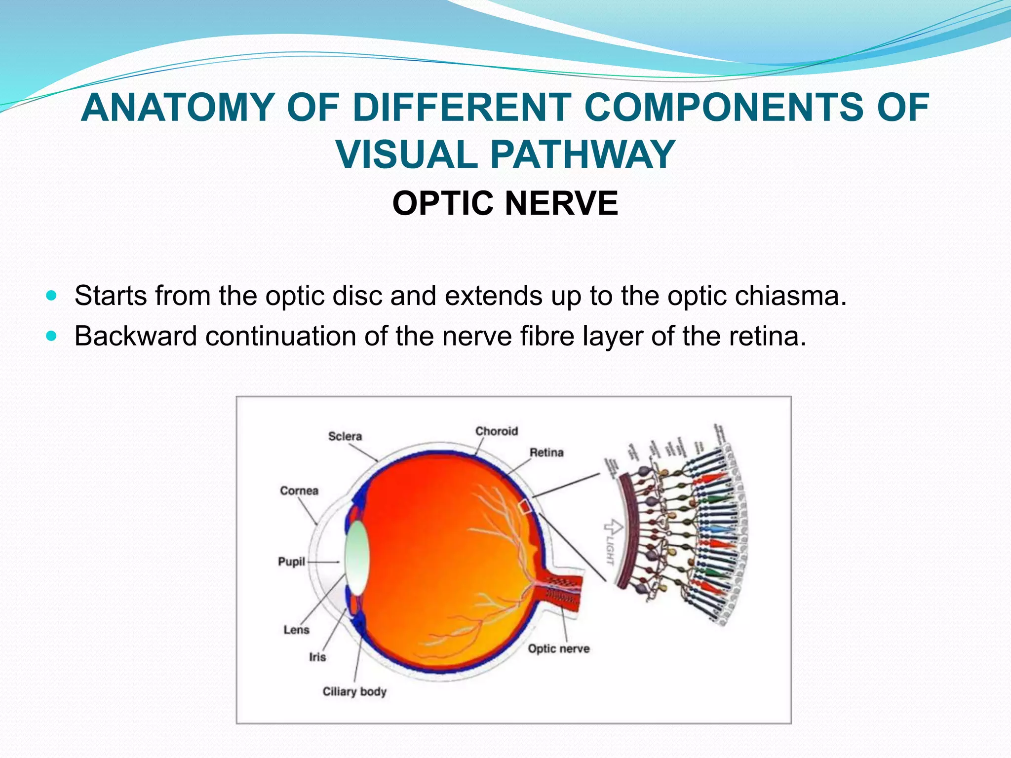 ANATOMY OF DIFFERENT COMPONENTS OF
VISUAL PATHWAY
OPTIC NERVE
 Starts from the optic disc and extends up to the optic chiasma.
 Backward continuation of the nerve fibre layer of the retina.
 