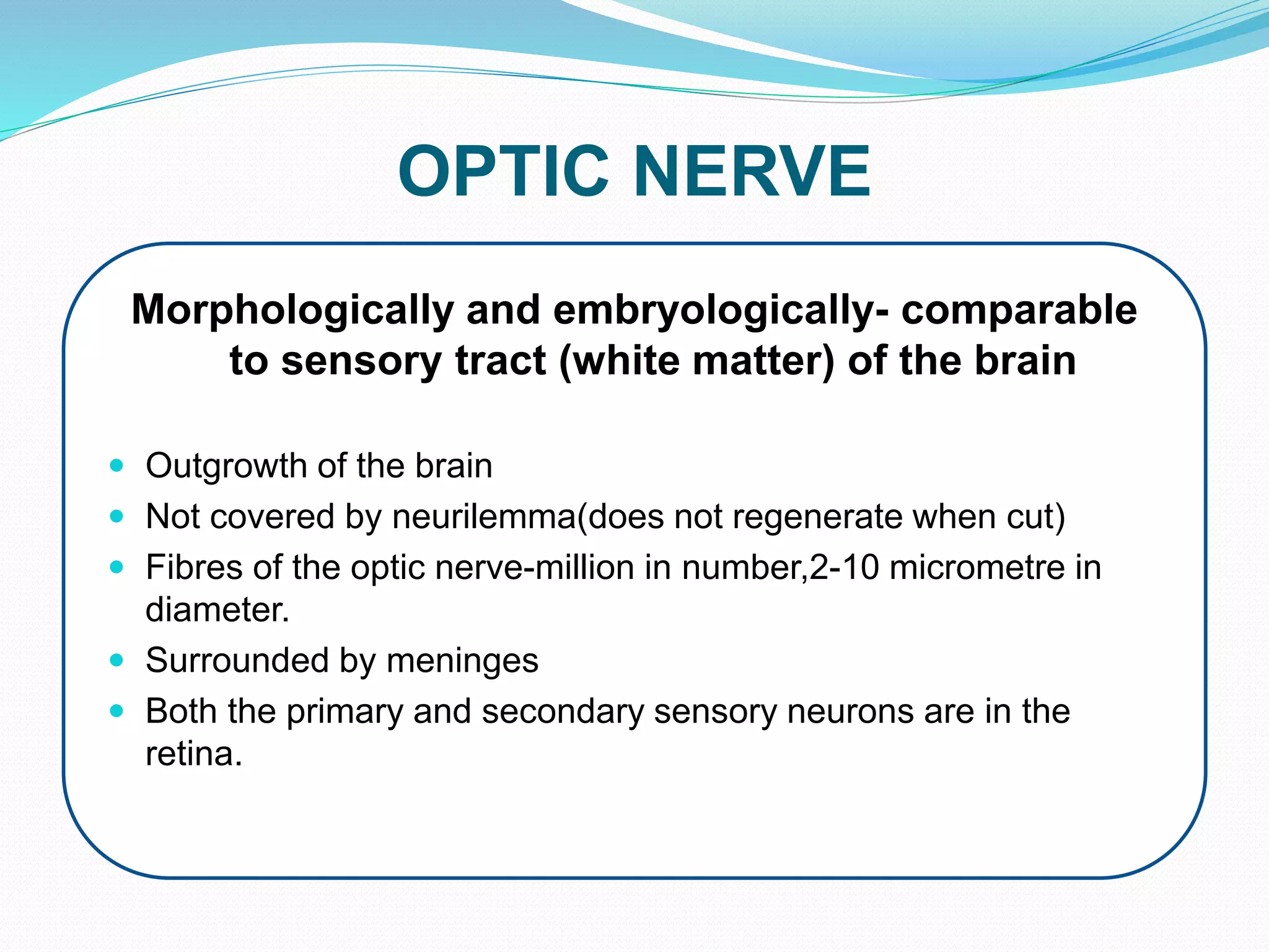 OPTIC NERVE
Morphologically and embryologically- comparable
to sensory tract (white matter) of the brain
 Outgrowth of the brain
 Not covered by neurilemma(does not regenerate when cut)
 Fibres of the optic nerve-million in number,2-10 micrometre in
diameter.
 Surrounded by meninges
 Both the primary and secondary sensory neurons are in the
retina.
 