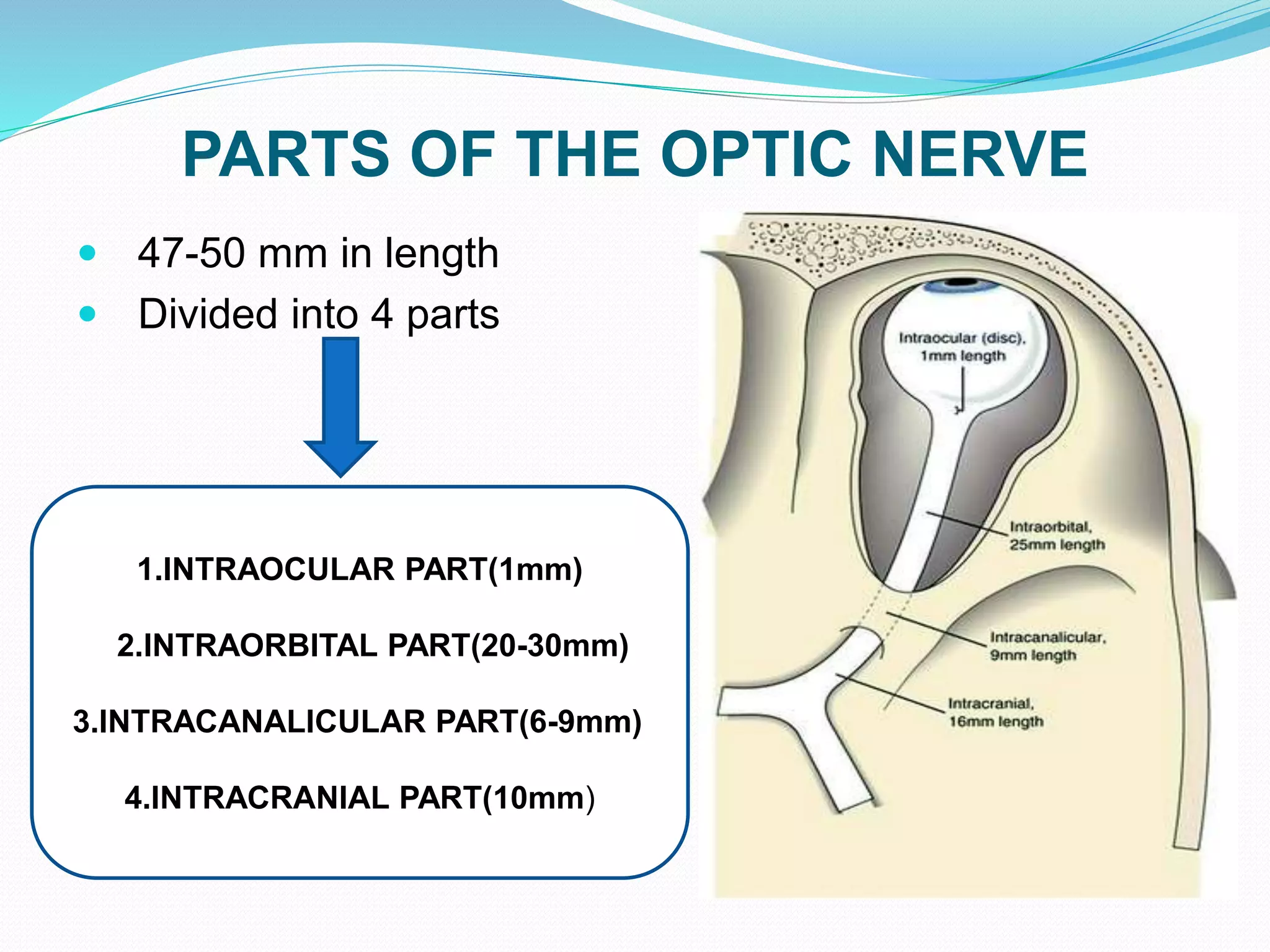 PARTS OF THE OPTIC NERVE
 47-50 mm in length
 Divided into 4 parts
1.INTRAOCULAR PART(1mm)
2.INTRAORBITAL PART(20-30mm)
3.INTRACANALICULAR PART(6-9mm)
4.INTRACRANIAL PART(10mm)
 