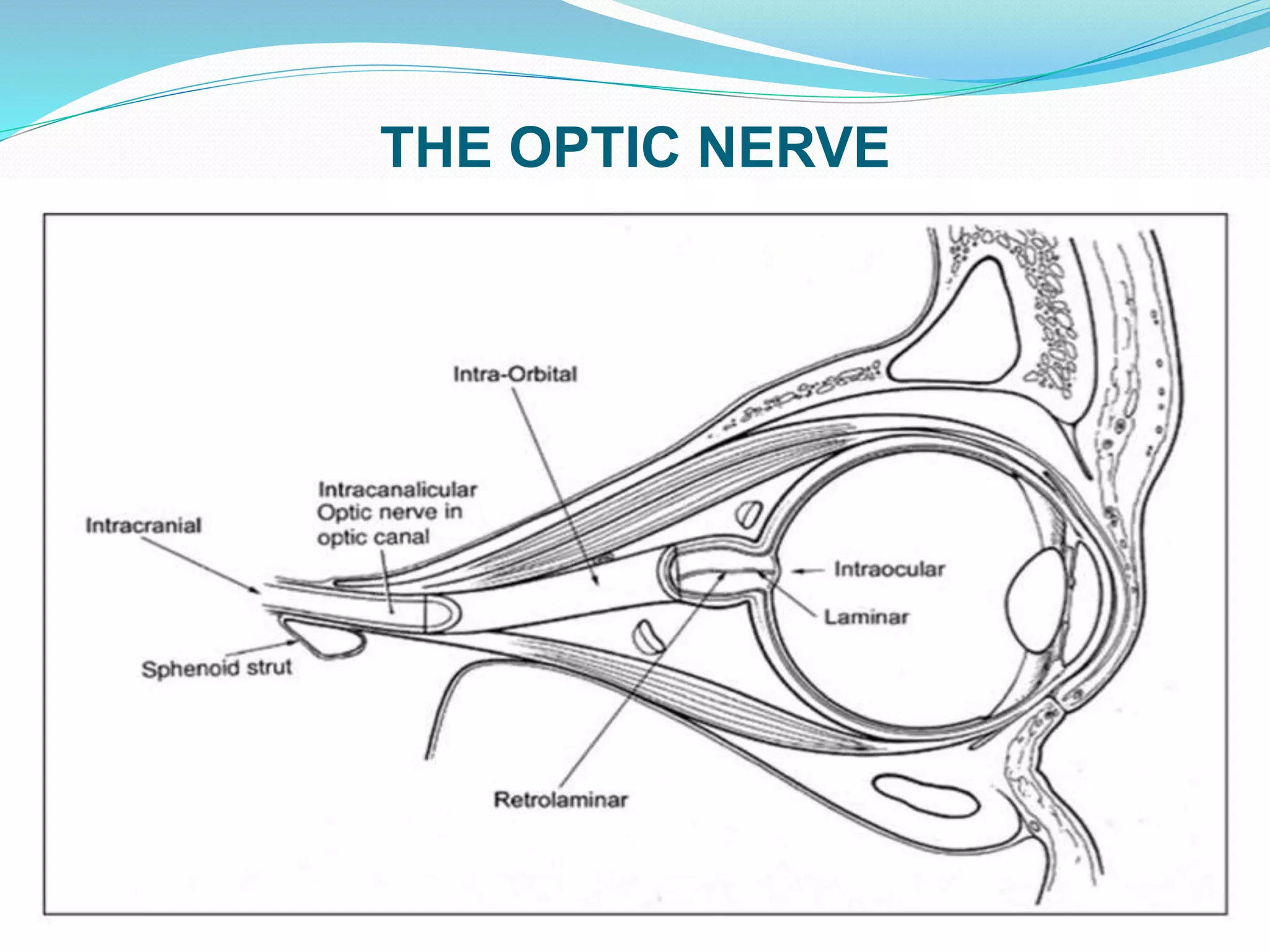THE OPTIC NERVE
 