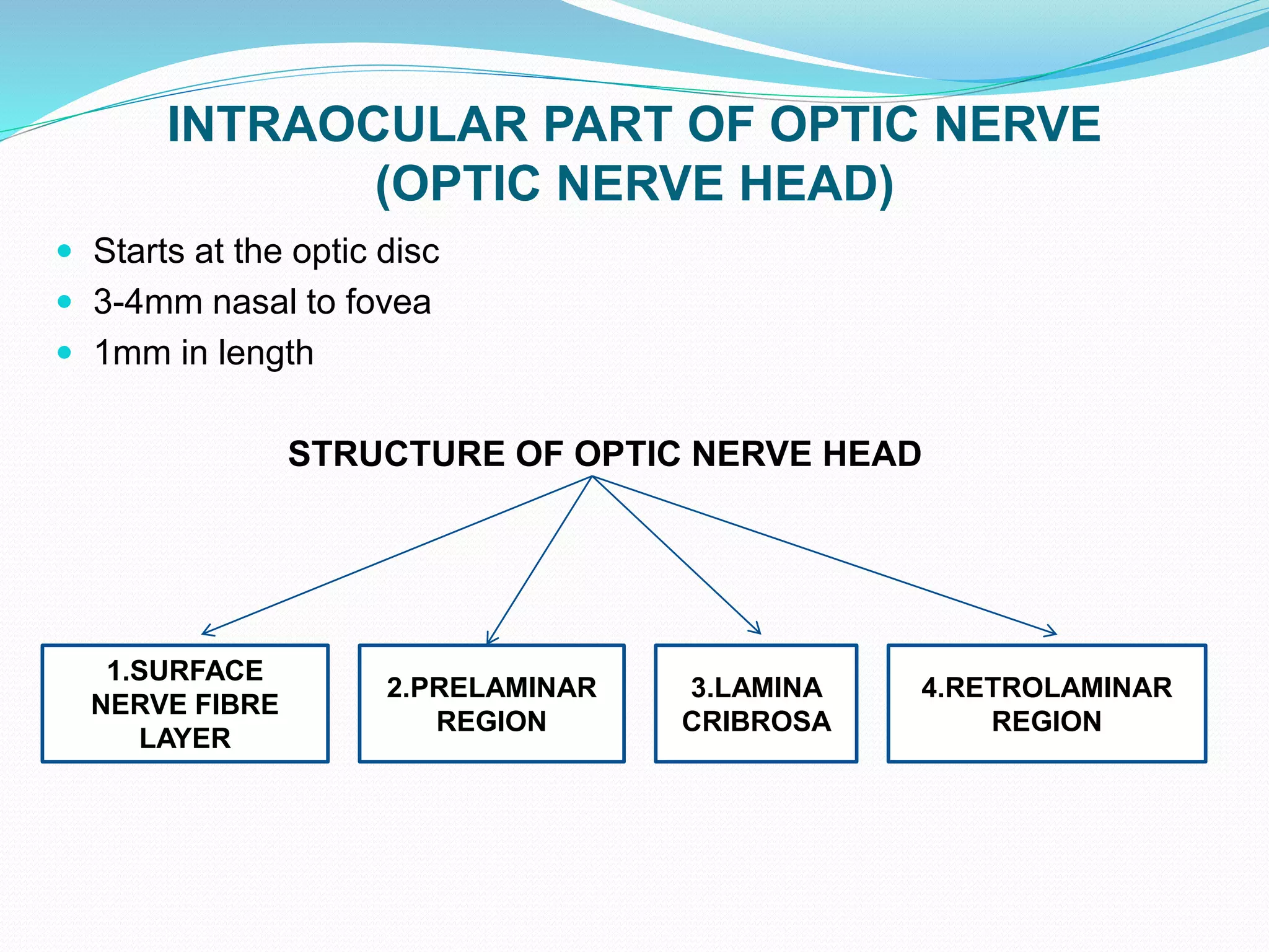 INTRAOCULAR PART OF OPTIC NERVE
(OPTIC NERVE HEAD)
 Starts at the optic disc
 3-4mm nasal to fovea
 1mm in length
STRUCTURE OF OPTIC NERVE HEAD
1.SURFACE
NERVE FIBRE
LAYER
2.PRELAMINAR
REGION
3.LAMINA
CRIBROSA
4.RETROLAMINAR
REGION
 