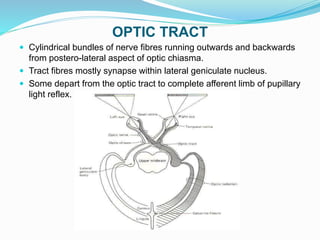 Visual pathway ppt | PPTX