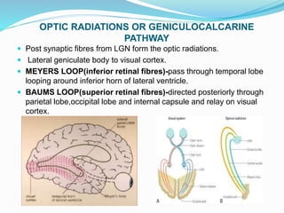 Visual pathway ppt | PPTX