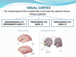 Visual pathway ppt | PPTX