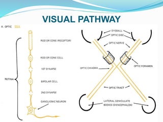 Visual pathway ppt | PPTX