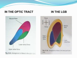 Visual pathway ppt | PPTX