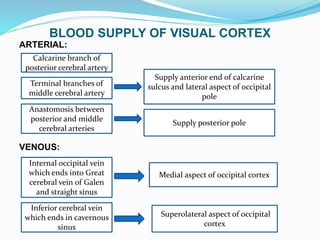 Visual pathway ppt | PPTX