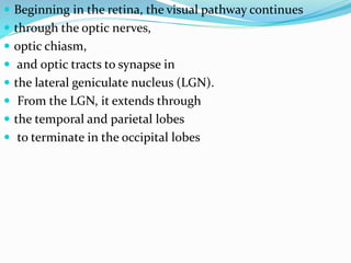 Visual pathways | PPTX