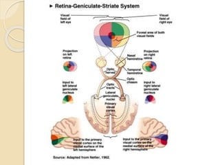 Visual pathways | PPTX