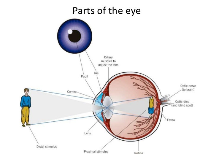 Visual perception