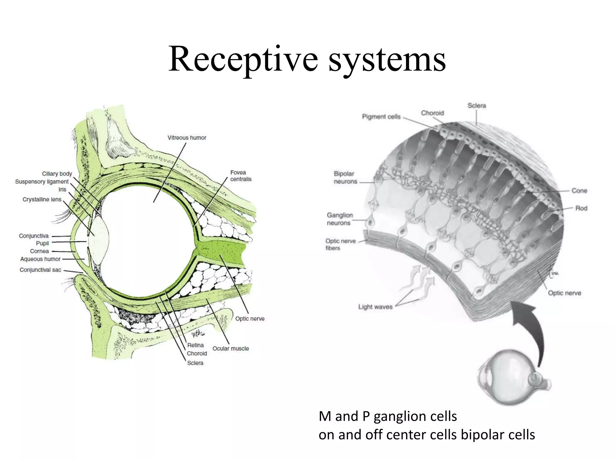 Receptive systems
M and P ganglion cells
on and off center cells bipolar cells
 