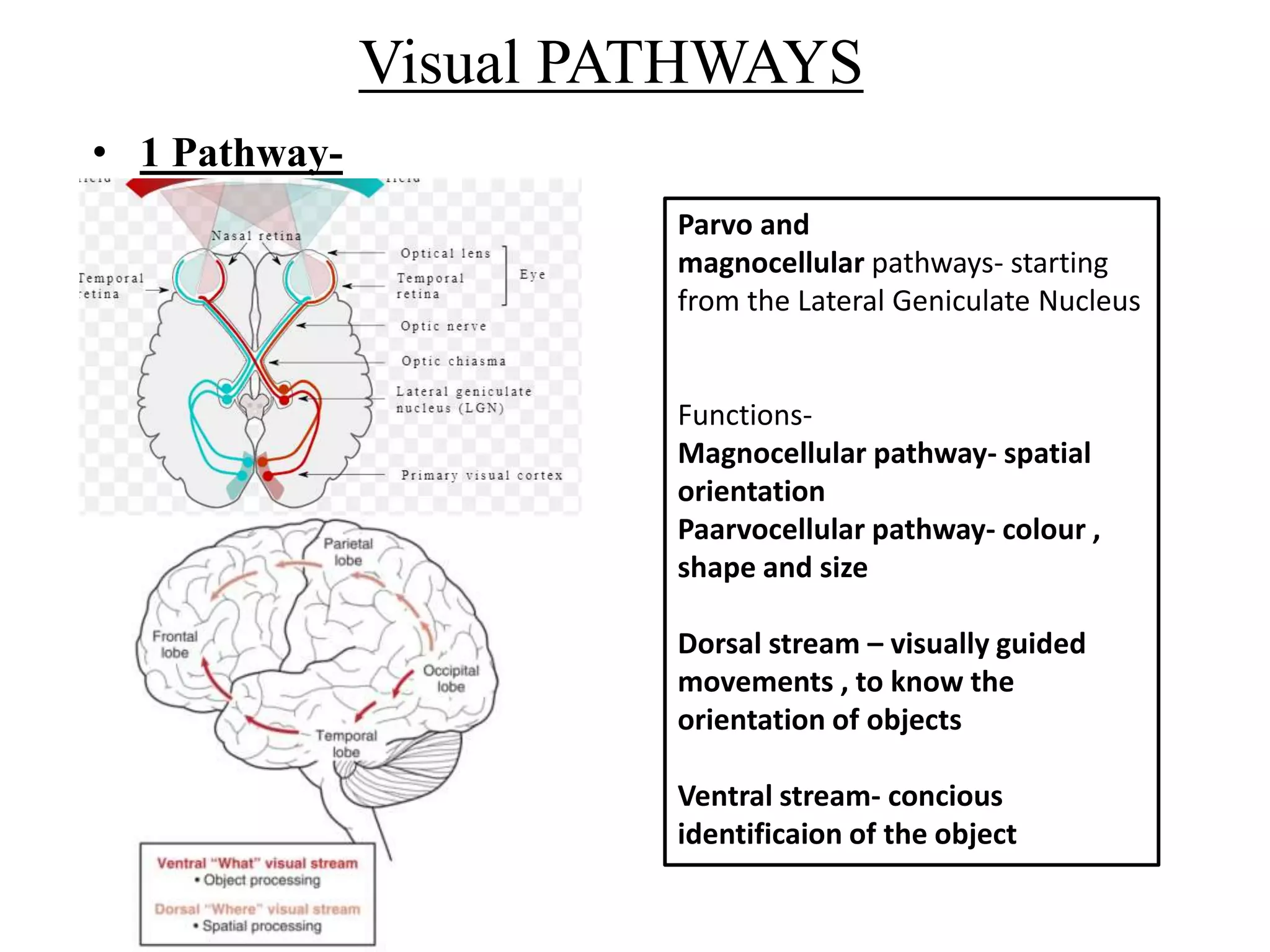Visual PATHWAYS
• 1 Pathway-
Parvo and
magnocellular pathways- starting
from the Lateral Geniculate Nucleus
Functions-
Magnocellular pathway- spatial
orientation
Paarvocellular pathway- colour ,
shape and size
Dorsal stream – visually guided
movements , to know the
orientation of objects
Ventral stream- concious
identificaion of the object
 
