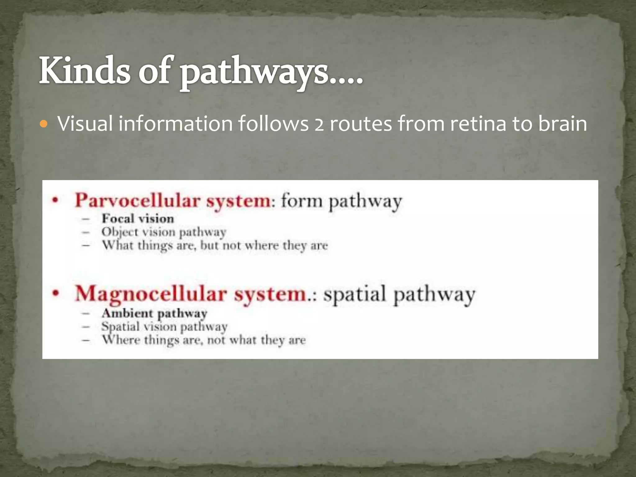  Visual information follows 2 routes from retina to brain
