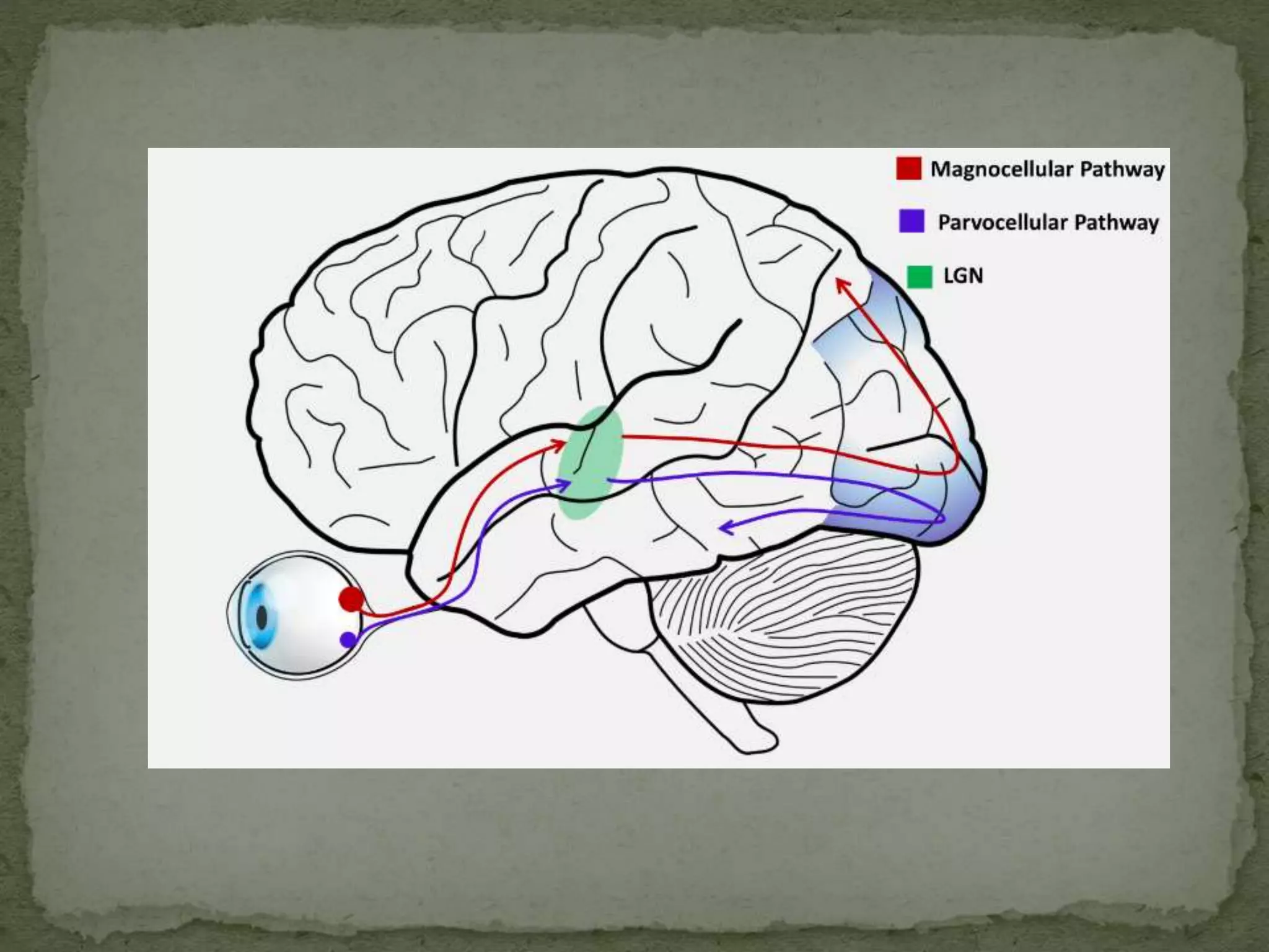 VISUAL PERCEPTION.pptx