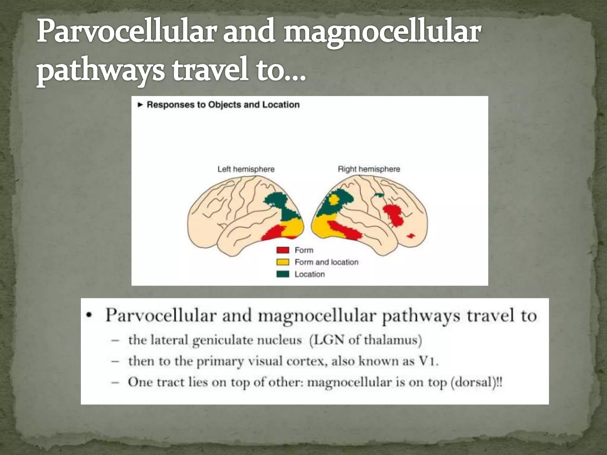 VISUAL PERCEPTION.pptx