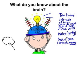 What do you know about the brain? 