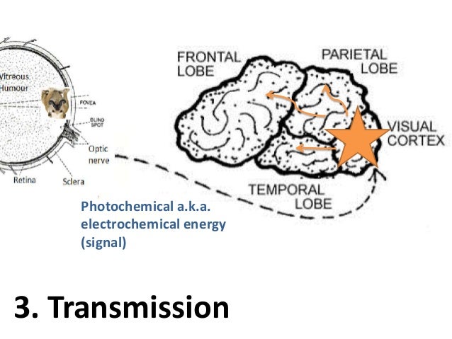 Psychology: Visual perception 3. By Janice Fung.