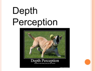 Visual perception images (organisation & interpretation) Slide 22