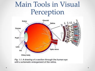 Main Tools in Visual
Perception
 