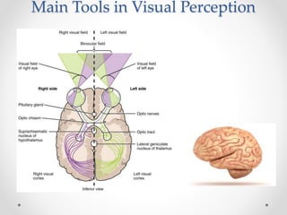 Main Tools in Visual Perception
 