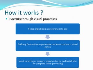 How it works ?
 It occurs through visual processes
Visual input from environment to eye

Pathway from retina to geniculate nucleus to primary visual
cortex

Input travel from primary visual cortex to preforntal lobe
for complete visual processing

 