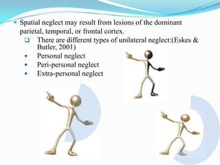  Spatial neglect may result from lesions of the dominant

parietal, temporal, or frontal cortex.
 There are different types of unilateral neglect:(Eskes &
Butler, 2001)

Personal neglect

Peri-personal neglect

Extra-personal neglect

 