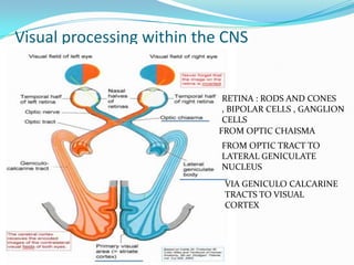Visual processing within the CNS

RETINA : RODS AND CONES
, BIPOLAR CELLS , GANGLION
CELLS
FROM OPTIC CHAISMA
FROM OPTIC TRACT TO
LATERAL GENICULATE
NUCLEUS
VIA GENICULO CALCARINE
TRACTS TO VISUAL
CORTEX

 