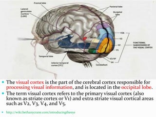  The visual cortex is the part of the cerebral cortex responsible for

processing visual information, and is located in the occipital lobe.
 The term visual cortex refers to the primary visual cortex (also
known as striate cortex or V1) and extra striate visual cortical areas
such as V2, V3, V4, and V5.
 http://wiki.bethanycrane.com/introducingtheeye

 