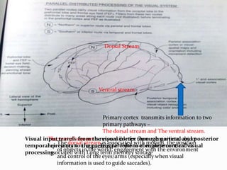 Dorsal Stream

Ventral stream

Primary cortex transmits information to two
primary pathways –
The dorsal stream and The ventral stream.
Visual input ventral stream is responsible for through parietal object
The travels from the visual cortex form recognition, and posterior
The dorsal stream is associated with motion, the position
temporal circuitry to the prefrontal lobe to of environment andvisual
representation, conscious perception complete cortical is
of objects in the world, engagement with the environment
processing
associated with Long term memory storage
and control of the eyes/arms (especially when visual
information is used to guide saccades).

 